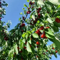 گیلاس و آلبالو پیوندی