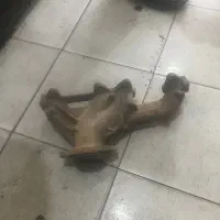 منیفولد مانیفولد دود پژو با لوله