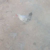 جوجه محلی پاک تمیز بفروش میرسد