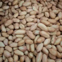 بادام زمینی بذری گلی.
