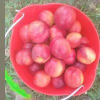 خدمات میوه چینی و امور باغداری در مشکین شهر