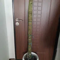 قیم برای گل ۲متر آماده