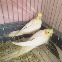 جوجه عروس هلندی ۳ماهه لوتینو