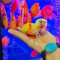 طوطی گرینچیک دستی سخنگو