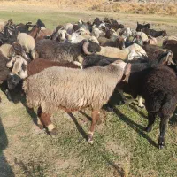 میش و بز داشتی آبستن
