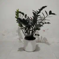 زانفولیا بلک