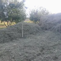 یونجه گل گرفته