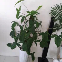 گل طبیعی