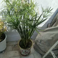 گل نخل مرداب وانار مجلسی