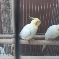 یک‌جفت‌عروس‌هلندی‌لوتینو‌نروماده‌آماده‌جفت‌گیری