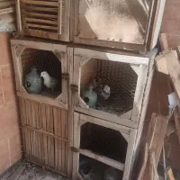 قفس چوبی