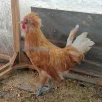 خروس گلین طلایی رنگ