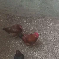 مرغ وخروس محلی