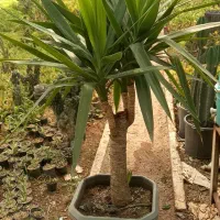 یوکا تنه دار خاص کاکتوس