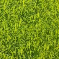 بذر شالی دمسیاه درجه بدون نرک ودله یک متری ۱۶۰