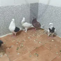 ۴کفتر جوانه پرشی مفت