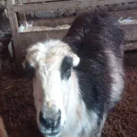 قوچ بروجردی بذری به شرط