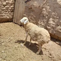 میش