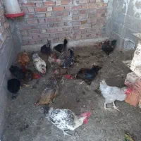 مرغ وخروس