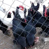 خروس سیاه مرندی،جوجه برهما لاری مرندی