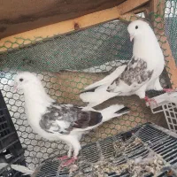 کبوتر کفتر
