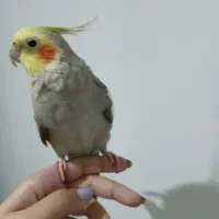 طوطی عروس نر