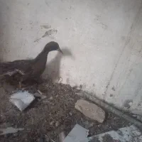 اردک