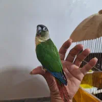 طوطی گرینچیک