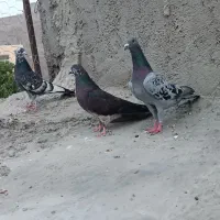 کبوتر