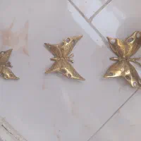 پروانه برنز