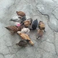 جوجه مرغ محلی