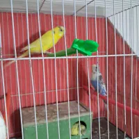 مرغ عشق|پرنده|مشهد, محمدآباد|دیوار