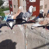 کفتر دهن جور پرش سنگین ۴ جفت