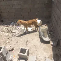 دو تا سگ