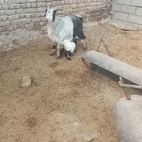 دوبز وه یه بی