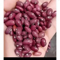 لوبیا