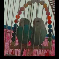 مرغ عشق ماده و نر و دستی