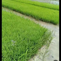 بذر پخش کن حرفه ای