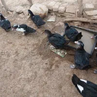جوجه سیکا