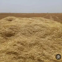 گاه گندم