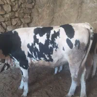 گوساله چاق سمیننتال