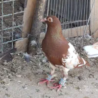 ماده