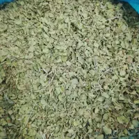 اوشن کوهی