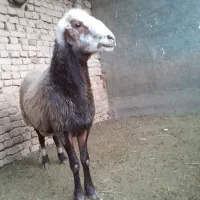 قوچ افشاری عروس درشت جوان