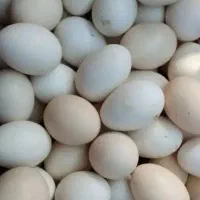 تخم مرغ محلی