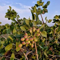 باغ-پسته-300قصب-بقل-روستا-اکبراباد