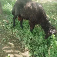 گوسفند نر جوان تازه شیشک شده