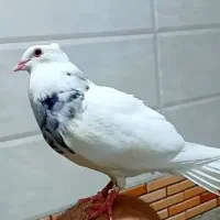 کبوتر طوقی گمشده