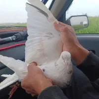 سار سیاه
