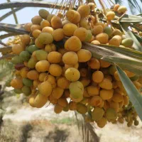 رطب برحی درجه 1